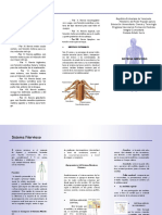 Triptico Sistema Nervioso