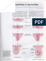 Glándulas y Secreción PDF