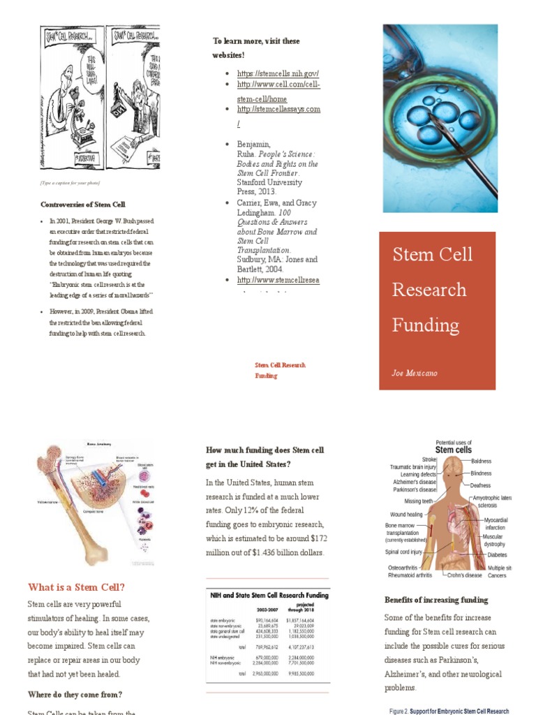 Stem Cell Research Funding Controversies | PDF | Stem Cell | Cells