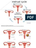 Menstruation and The Menstrual Cycle Fact Sheet, Http://womenshealth - Gov