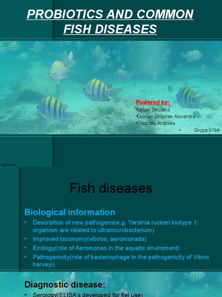 Probiotics and Fish Diseases PDF Innate Immune System Humoral Immunity