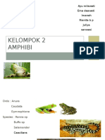 Kelompok 2 amphibi