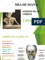 Huesos de La Cara