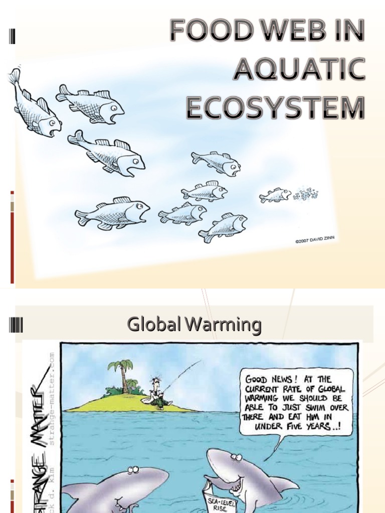 Food  in Aquatic Ecosystem PDF Aquatic Ecosystem Food 