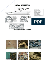 Philippine Sea Snakes: Adaptations and Reproduction
