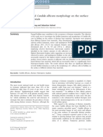 Biofilm Formation and Candida Albicans Morphology on the Surface of Denture Base Materials