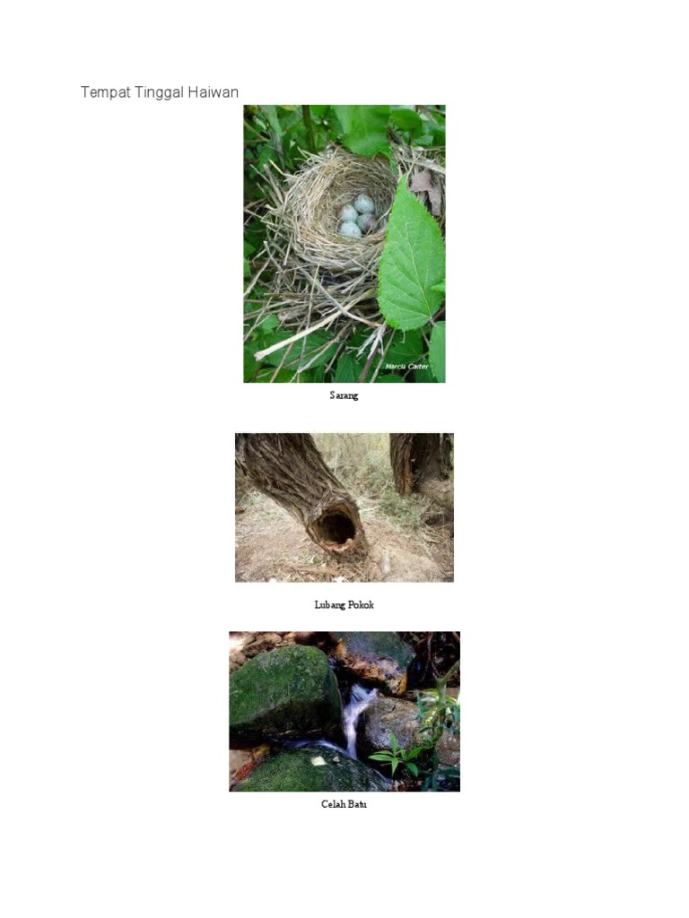 Tempat Tinggal Haiwan Pdf