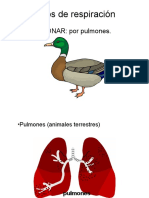 Respiración Pulmones