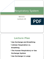 Human Respiratory System: Gas Exchange and the Lungs