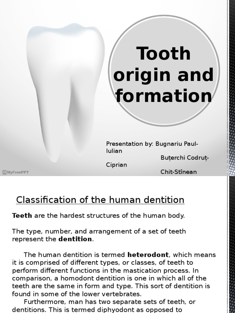 Tooth Origin and Formation - by Bugnariu Paul, Buterchi Codrut, Chit ...