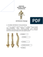 Columna Vertebralis