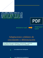 Adaptaciones Cel