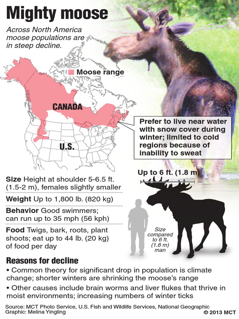 Decline of Moose Populations in North America | PDF | Science & Mathematics