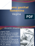 Órgano Genital Femenino