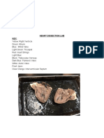 Heart Dissection Lab Key