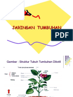 struktur_tumbuhan