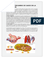 El Intercambio de Gases en La Respiracion