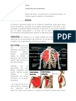 Los Músculos Principales Del Tórax