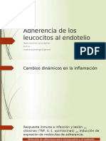 Adherencia de Los Leucocitos Al Endotelio