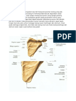 Scapula Dan Clavicula