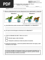 Las Plantas Función Del Tallo