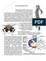 Syndromes of Defect in Spinal Cord