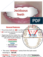2 Deciduous Teeth