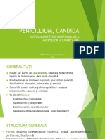 Penicillium, Candida