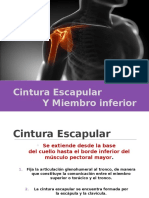 Cintura Escapular y Miembro Superior. Dr Alvaro Flores Romero