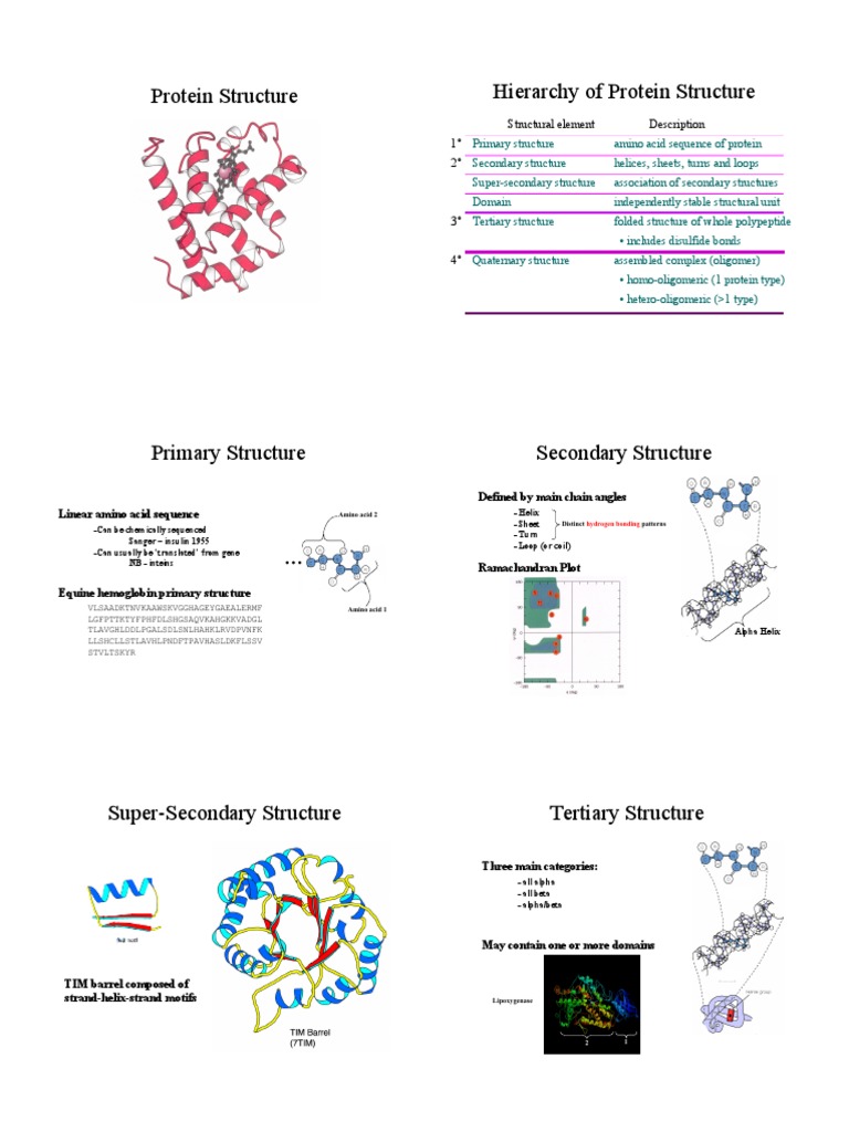 Protein Structure Hierarchy of Protein Structure Amino Acid 2 Distinct