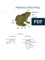 External Anatomy of Frog
