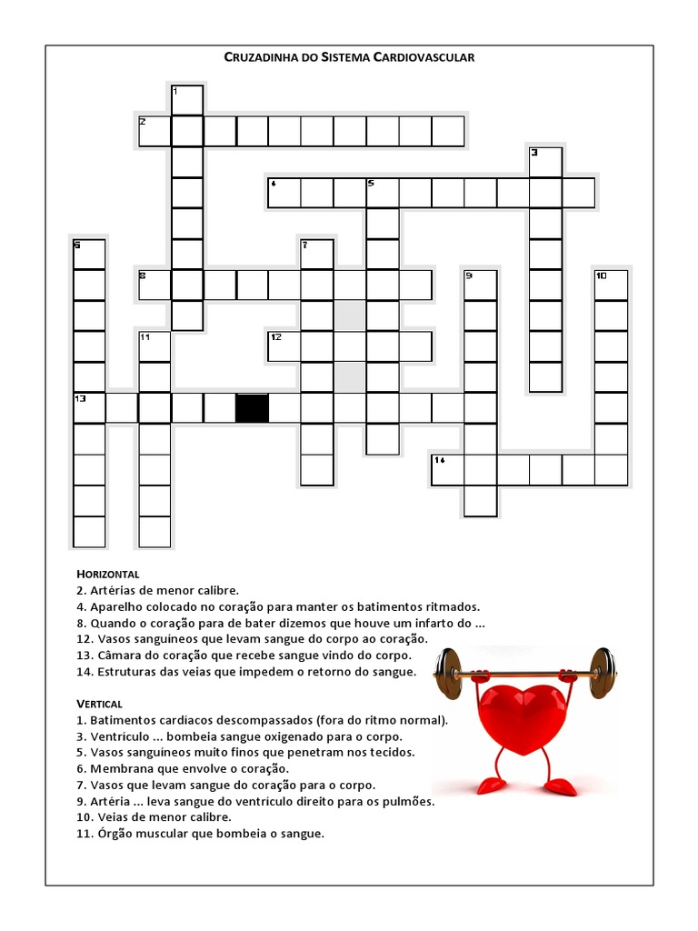 Exercícios Sobre O Sistema Cardiovascular 8o Ano