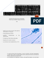 Aspergillus Fumigatus (1)