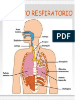 apartato respiratorio