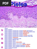 Dermoscopy Patterns and Algorithms | PDF | Melanoma | Skin