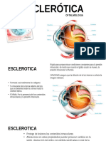 Esclerotica