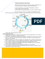 Krebs Cycle