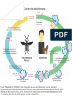 Esquema Ciclo LV Ead