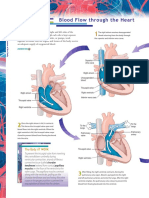 Blood Flow Through The Heart