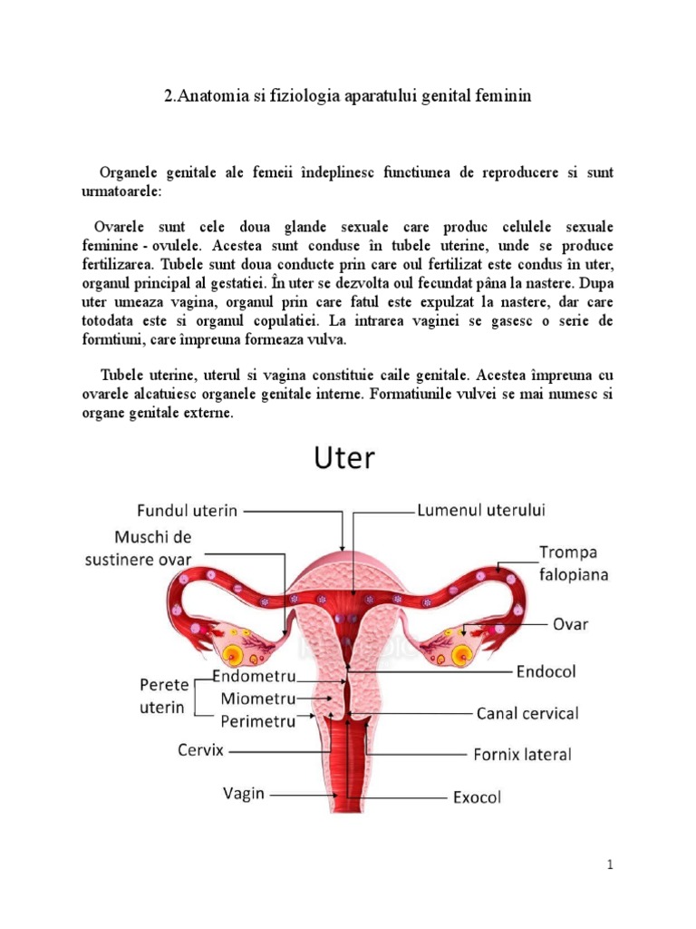 Anatomia Si Fiziologia Aparatului Genital Feminin | PDF