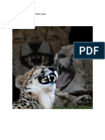 This Is A Picture of Laughing Cheetahs, Enjoy