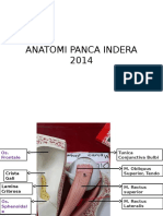 Praktikum Anatomi Panca Indra 2014