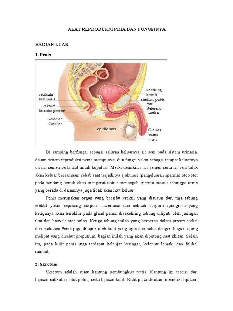 ALAT REPRODUKSI PRIA DAN FUNGSINYA doc