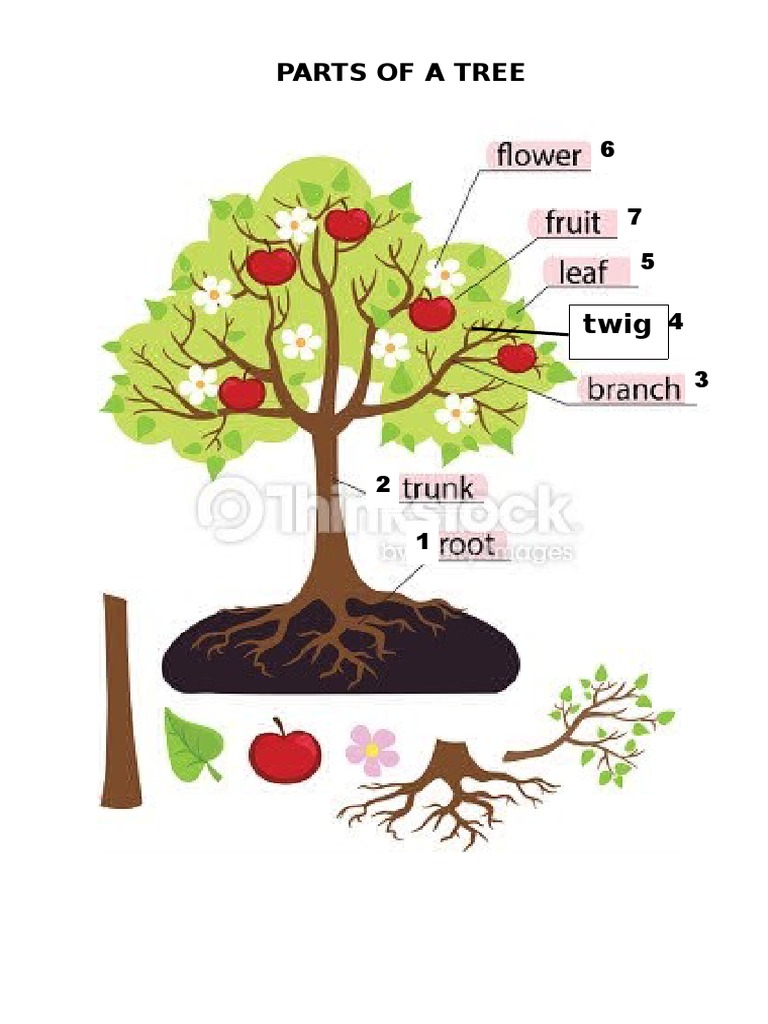 Key Parts of a Tree Explained | PDF