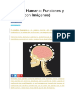 Cerebro Humano: Funciones y Partes
