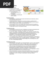 Fermentação-alcoólica (2)