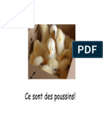 des poussins