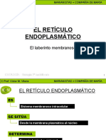El Reticulo Endoplasmatico Mcm