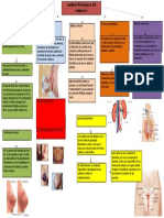 Cambios Fisiologicos en El Embarazo