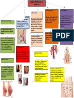 Cambios Fisiologicos en El Embarazo